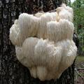 Tree Fungus