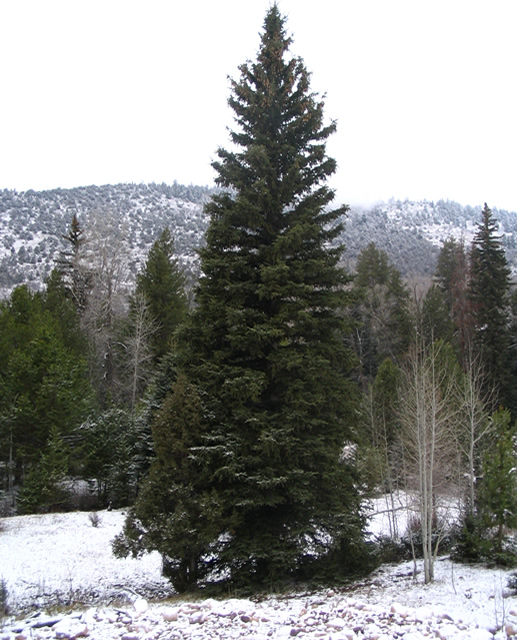 Snowy Ground, Dry Tree