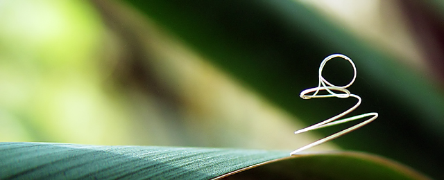 Yucca Spiral