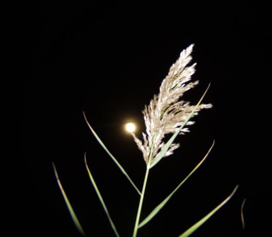 A Reed before the Moon