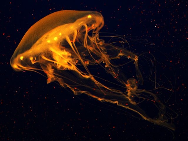 Exotic Jelly Dancer