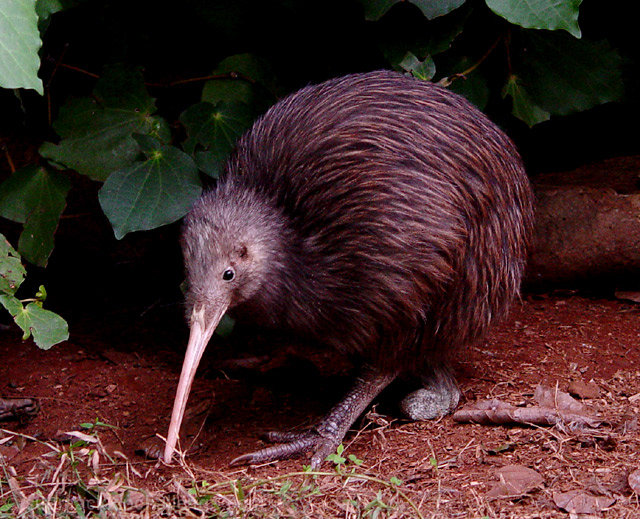 'the flightless one.....the kiwi'