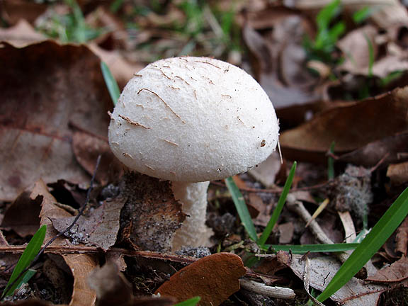 Mushroom