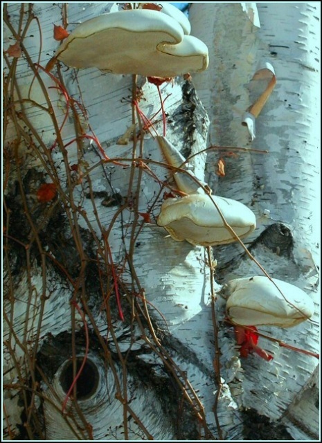 New Life on a Dead Tree