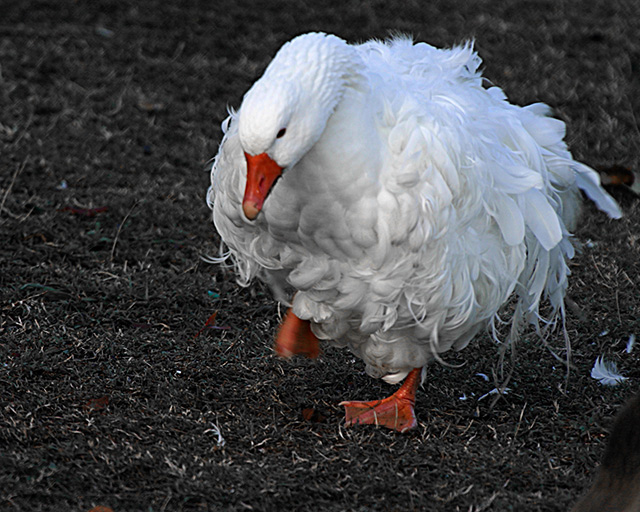 Everyday's a Bad Feather Day. -- Goose with a Feather Birth Defect.