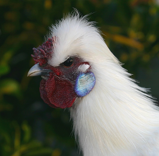 Chinese Silkie