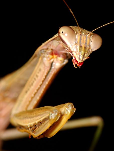 Tenodera aridifolia