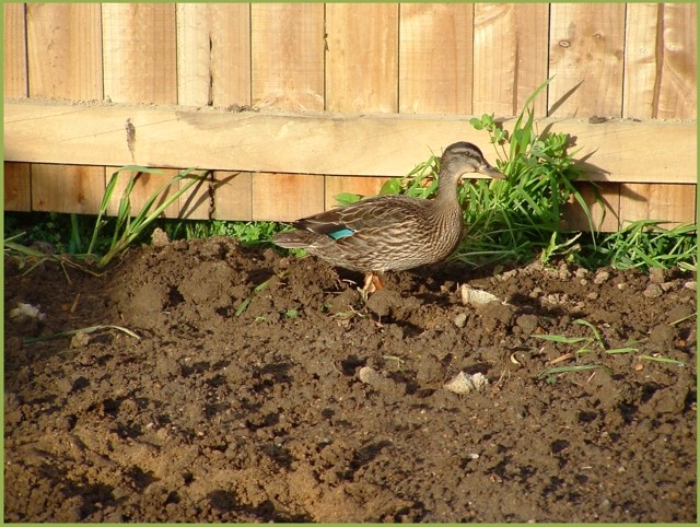 Right now new garden where's the pond?