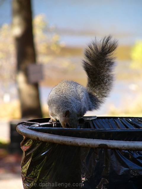 Garbage Picker