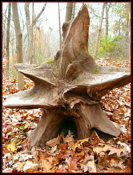 Tree Star