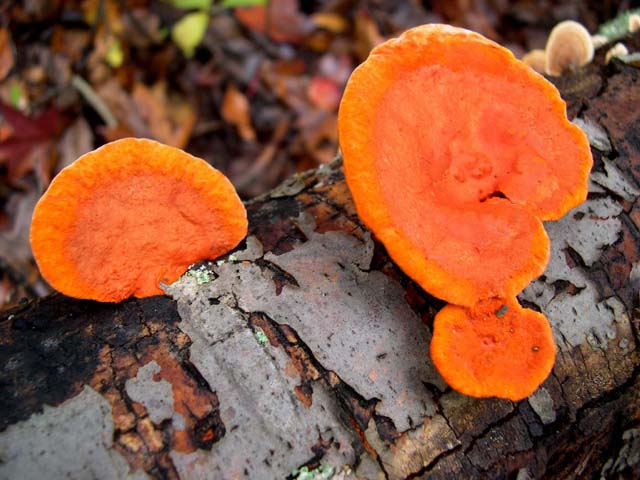 Freaky Fall Fungi