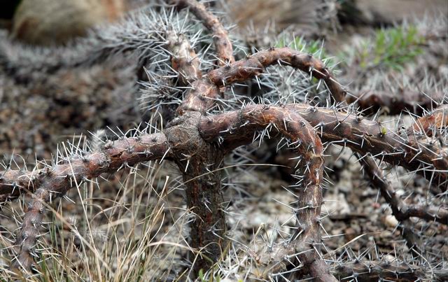 Octopus Plant