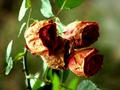 November Roses (Fading Beauty)