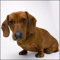 Doggie Days -  August - Dachshund