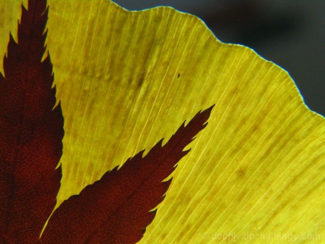 November.(maple on ginko leave)