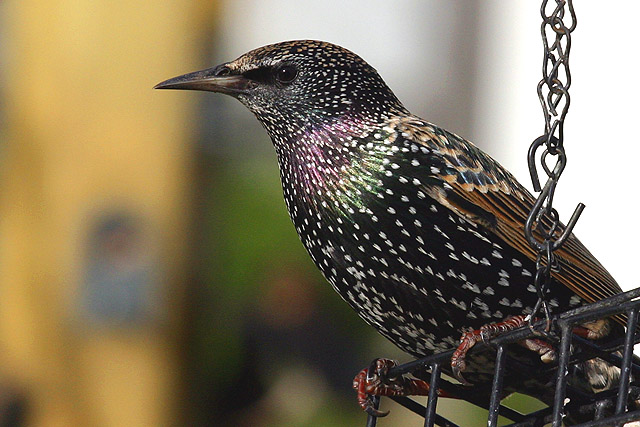 November - Audubon Society