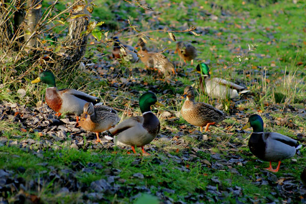 November:  -Ducks of the Northwest-
