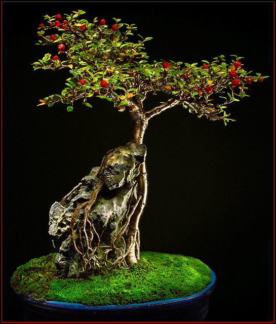 Bonsai Kai: November Cotoneaster