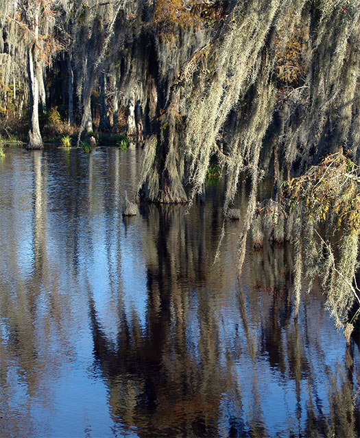 Wetlands: October