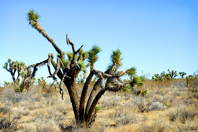 September in the Mojave