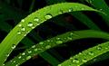 Raindrops on leaves