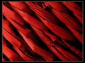 Passion Weave