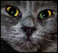 The Cats Meow