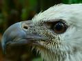 White Bellied Sea Eagle