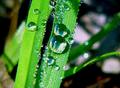 Dew drops on grass