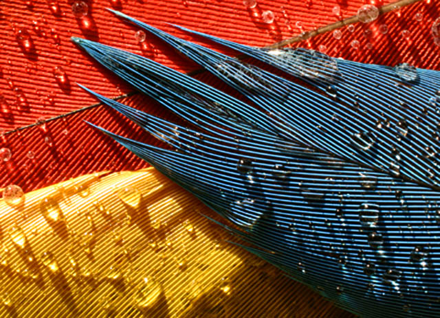 Primary Feathers