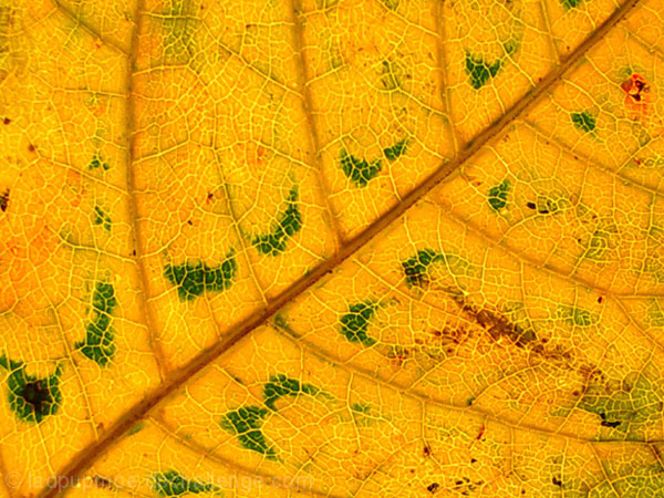 Macro Fall Leaf