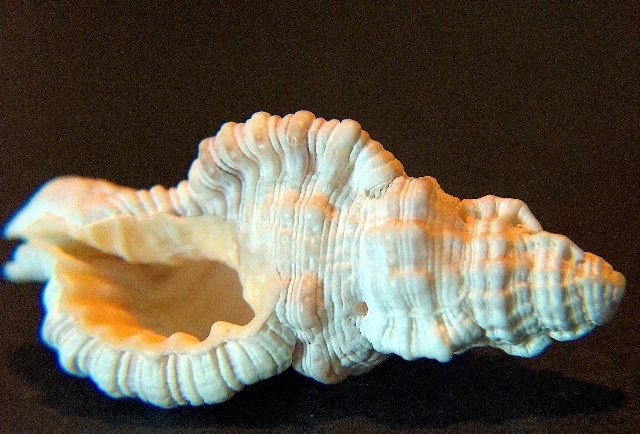 Seashell