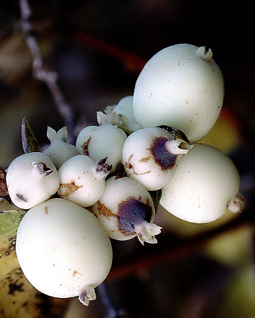 white berries