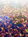 Fall Scene