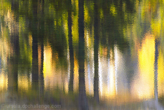 pines at sunset