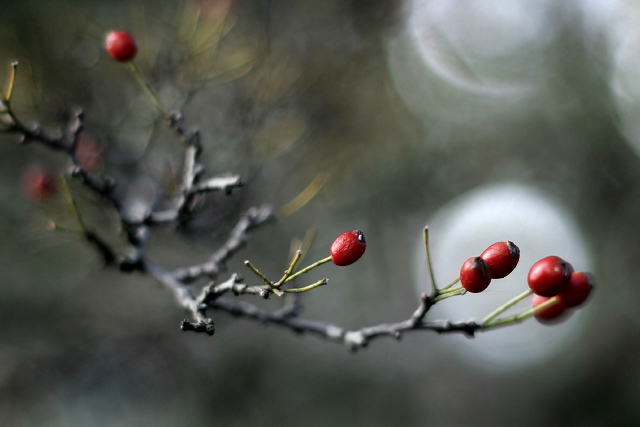 Winterberry