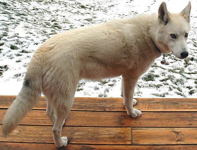 Willow, my guardian against bears