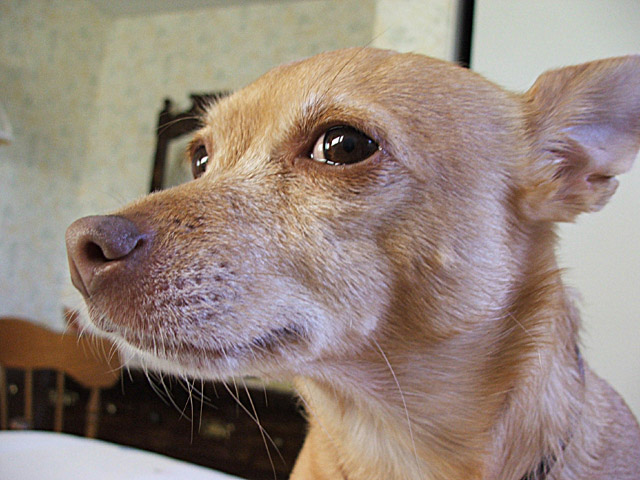 my dog, hero