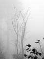 Birds in the fog