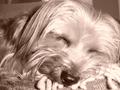 Sleeping Lily