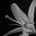 Asiatic Lily