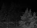 Snow at night