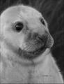 One Day Old - Wild Atlantic Grey Seal Pup