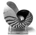 Nautilus shell in B&W.