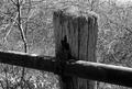 Retired Fence