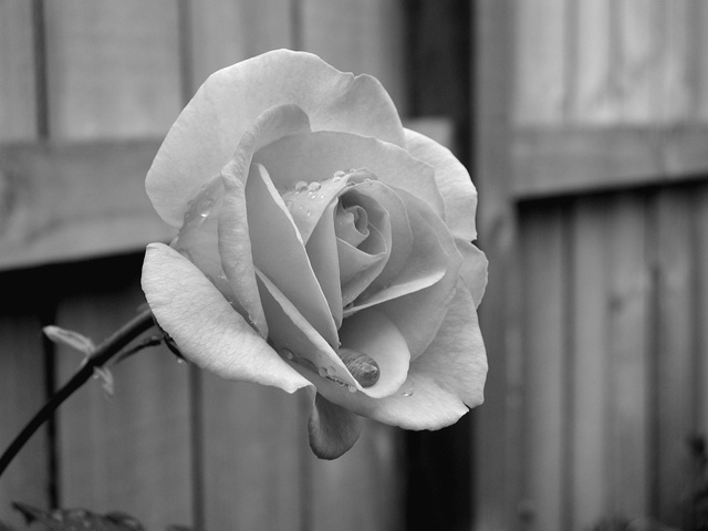 This Too Shall Pass