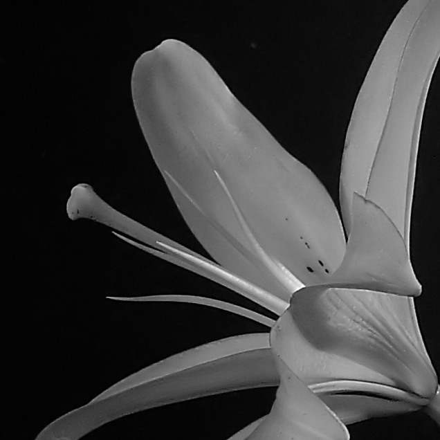Asiatic Lily