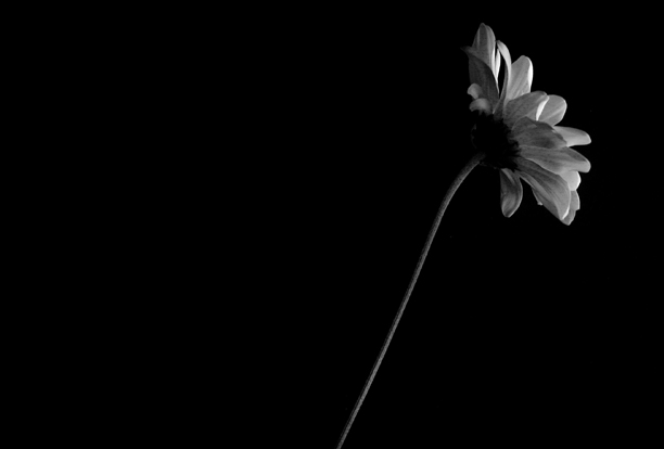 Daisy 29
