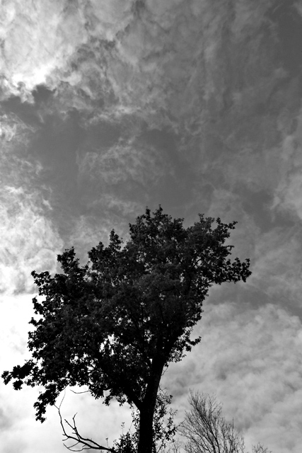 Tree Against The Sky