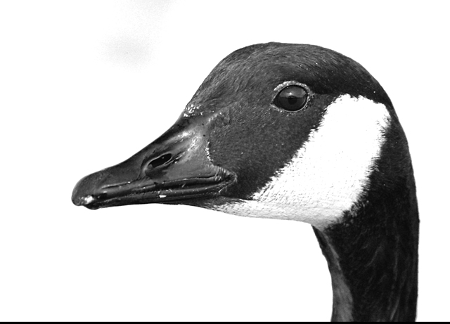 high key goose